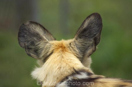 African;African-Hunting-Dog;African-Wild-Dog;Canidae;Canterbury;Cape-Hunting-Dog;carnivore;carnivorous;Christchurch;close_up;detail;fauna;Lycaon-pictus;mammal;mammals;N.Z.;New-Zealand;NZ;Orana-Wildlife-Park;Painted-Hunting-Dog;painted-wolf;S.I;SI;South-Is;South-island;Wildehond;wildlife;wildlife-park;wildlife-parks;zoo;zoos