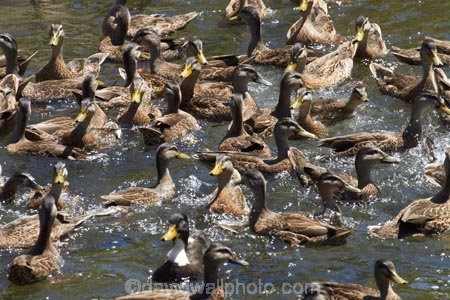 Avon-River;Avon-River-Avon;birds;Canterbury;Christchurch;duck;Ducks;Hagley-Park;N.Z.;New-Zealand;NZ;S.I.;South-Is;South-Island