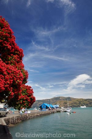 Akaroa;Akaroa-Harbor;Akaroa-Harbour;Akaroa-Wharf;Banks-Peninsula;Canterbury;dock;docks;flower;flowers;jetties;jetty;metrosideros-excelsa;N.Z.;native;native-plant;native-plants;New-Zealand;NZ;pier;piers;plant;plants;pohutakawa;pohutakawas;pohutukawa;pohutukawa-flower;pohutukawa-flowers;pohutukawa-tree;pohutukawa-trees;pohutukawas;quay;quays;S.I.;South-Is;South-Island;summer;tree;trees;waterside;wharf;wharfes;wharves