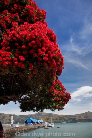Akaroa;Akaroa-Harbor;Akaroa-Harbour;Akaroa-Wharf;Banks-Peninsula;Canterbury;dock;docks;flower;flowers;jetties;jetty;metrosideros-excelsa;N.Z.;native;native-plant;native-plants;New-Zealand;NZ;pier;piers;plant;plants;pohutakawa;pohutakawas;pohutukawa;pohutukawa-flower;pohutukawa-flowers;pohutukawa-tree;pohutukawa-trees;pohutukawas;quay;quays;S.I.;South-Is;South-Island;summer;tree;trees;waterside;wharf;wharfes;wharves