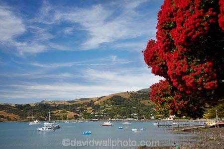 Akaroa;Akaroa-Harbor;Akaroa-Harbour;Banks-Peninsula;Canterbury;dock;docks;flower;flowers;jetties;jetty;metrosideros-excelsa;N.Z.;native;native-plant;native-plants;New-Zealand;NZ;pier;piers;plant;plants;pohutakawa;pohutakawas;pohutukawa;pohutukawa-flower;pohutukawa-flowers;pohutukawa-tree;pohutukawa-trees;pohutukawas;quay;quays;S.I.;South-Is;South-Island;summer;tree;trees;waterside;wharf;wharfes;wharves