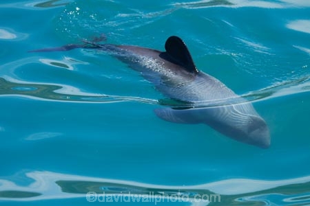 Akaroa;Akaroa-Harbor;Akaroa-Harbour;Banks-Peninsula;Canterbury;Cephalorhynchus;Cephalorhynchus-hectori;cetacean;cetaceans;dolphin;dolphins;Hectors-dolphin;Hectors-dolphin;mammal;mammals;marine-mammal;marine-mammals;N.Z.;New-Zealand;NZ;S.I.;South-Is;South-Island;wildlife