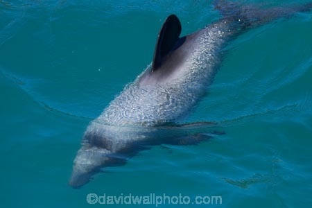 Akaroa;Akaroa-Harbor;Akaroa-Harbour;Banks-Peninsula;Canterbury;Cephalorhynchus;Cephalorhynchus-hectori;cetacean;cetaceans;dolphin;dolphins;Hectors-dolphin;Hectors-dolphin;mammal;mammals;marine-mammal;marine-mammals;N.Z.;New-Zealand;NZ;S.I.;South-Is;South-Island;wildlife