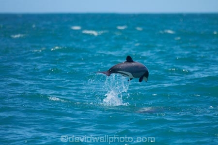 Akaroa;Akaroa-Harbor;Akaroa-Harbour;Banks-Peninsula;Canterbury;Cephalorhynchus;Cephalorhynchus-hectori;cetacean;cetaceans;dolphin;dolphins;Hectors-dolphin;Hectors-dolphin;mammal;mammals;marine-mammal;marine-mammals;N.Z.;New-Zealand;NZ;S.I.;South-Is;South-Island;wildlife