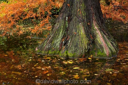 autuminal;autumn;autumn-colour;autumn-colours;autumnal;bald-cypress;bald_cypress;baldcypress;Botanic-Garden;Botanic-Gardens;Botanical-Garden;Botanical-Gardens;Canterbury;Christchurch;Christchurch-Botanic-Gardens;Christchurch-Botanical-Gardens;Christchurch-Gardens;color;colors;colour;colours;cypress;deciduous;fall;garden;gardens;gold;golden;Gulf_cypress;Hagley-Park;leaf;leaves;N.Z.;New-Zealand;NZ;red_cypress;S.I.;season;seasonal;seasons;SI;South-Is;South-Island;southern_cypress;Sth-Is;Swamp-Cypress;Swamp-Cypresses;Taxodium-distichum;tidewater-red_cypress;tree;trees;white_cypress;yellow