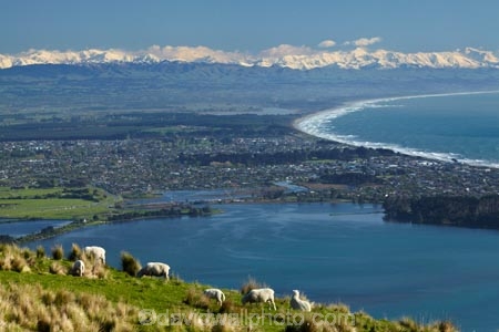 agricultural;agriculture;animal;animals;Avon-Estuary;Bexley;canterbury;Chch;Christchurch;country;countryside;domestic-stock;estuaries;estuary;Estuary-of-the-Heathcote-and-Avon-Rivers;ewe;ewes;farm;farm-animals;farming;farmland;farms;field;fields;flock;flocks;Heathcote-and-Avon-Estuary;Heathcote-Estuary;herbivore;herbivores;herbivorous;inlet;inlets;lagoon;lagoons;livestock;mammal;mammals;meadow;meadows;mountain;mountains;n.z.;New-Brighton;New-Zealand;nz;outdoor;outdoors;outside;paddock;paddocks;pasture;pastures;Pegasus-Bay;Port-Hills;rural;S.I.;sea;season;seasonal;seasons;sheep;shore;shoreline;shorelines;Shores;SI;snow;snow-capped;snowy;South-Is;South-Island;Southern-Alps;spring;springtime;Sth-Is;stock;The-Spit;tidal;tide;water