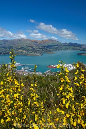 Banks-Peninsula;broom-plant;Canterbury;Chch;Christchurch;gondola-top-station;harbor;harbors;harbour;harbours;invasive-species;Lyttelton-Harbor;Lyttelton-Harbour;Mount-Cavendish;Mount-Cavendish-Gondola;Mt-Cavendish;Mt-Cavendish-Gondola;N.Z.;New-Zealand;noxious-weed;NZ;pest;Port-Hills;S.I.;SI;South-Is;South-Island;Sth-Is;top-station;yellow-flower;yellow-flowers