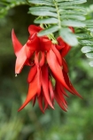 bloom;blooming;blooms;Botanic-Garden;Botanic-Gardens;Botanical-Garden;Botanical-Gardens;Canterbury;Christchurch;Christchurch-Botanic-Garden;Christchurch-Botanic-Gardens;Christchurch-Botanical-Garden;Christchurch-Botanical-Gardens;Clianthus-puniceus;flower;flowers;fresh;grow;growth;Kaka-Beak;Kaka_beak;Kakabeak;N.Z.;New-Zealand;NZ;renew;S.I.;season;seasonal;seasons;SI;South-Is.;South-Island;spring;springtime