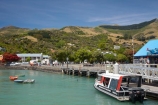 Akaroa;Akaroa-Harbor;Akaroa-Harbour;Banks-Peninsula;Canterbury;N.Z.;New-Zealand;NZ;S.I.;South-Is;South-Island;swimming-with-dolphins-boat