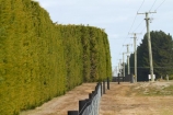 4-metres;4th-September-2010;Canterbury;crooked;Darfield;earhtrquake;earthquakes;fault-line;fault-lines;fault_line;fault_lines;faultline;faultlines;fence;fenceline;fencelines;fences;hedge;hedges;N.Z.;New-Zealand;NZ;S.I.;SI;South-Is.;South-Island;windbreak;windbreaks