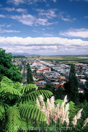fern;ponga;toetoe;town;tree-fern