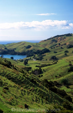 agriculture;farm;farms;fence;fenceline;fences;field;fields;grass;green;hedgerow;hedgerows;lush;meadow;meadows;paddock;paddocks;pasture;pastures;plain;plains;rural;spring;verdant