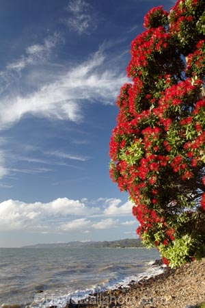 Bloom;coast;coastal;coastline;coastlines;coasts;Coromandel;Coromandel-Peninsula;crimson;flower;flowers;foreshore;metrosideros-excelsa;N.I.;N.Z.;New-Zealand;New-Zealand-Christmas-Tree;Ngarimu-Bay;NI;North-Is;North-Is.;North-Island;NZ;NZ-Christmas-Tree;ocean;plant;plants;pohutakawa;pohutakawas;pohutukawa;pohutukawa-flower;pohutukawa-flowers;Pohutukawa-Tree;pohutukawa-trees;pohutukawas;red;red-bloom;red-crimson;red-flower;red-flowers;sea;shore;shoreline;shorelines;shores;summer;Thames;Thames-Coast;tree;trees;Waikato;water