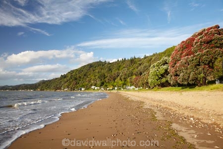 Bloom;coast;coastal;coastline;coastlines;coasts;Coromandel;Coromandel-Peninsula;crimson;flower;flowers;foreshore;metrosideros-excelsa;N.I.;N.Z.;New-Zealand;New-Zealand-Christmas-Tree;Ngarimu-Bay;NI;North-Is;North-Is.;North-Island;NZ;NZ-Christmas-Tree;ocean;plant;plants;pohutakawa;pohutakawas;pohutukawa;pohutukawa-flower;pohutukawa-flowers;Pohutukawa-Tree;pohutukawa-trees;pohutukawas;red;red-bloom;red-crimson;red-flower;red-flowers;sea;shore;shoreline;shorelines;shores;summer;Thames;Thames-Coast;Thornton-Bay;tree;trees;Waikato;water