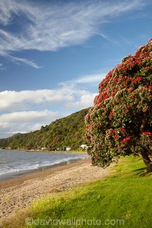 Bloom;coast;coastal;coastline;coastlines;coasts;Coromandel;Coromandel-Peninsula;crimson;flower;flowers;foreshore;metrosideros-excelsa;N.I.;N.Z.;New-Zealand;New-Zealand-Christmas-Tree;Ngarimu-Bay;NI;North-Is;North-Is.;North-Island;NZ;NZ-Christmas-Tree;ocean;plant;plants;pohutakawa;pohutakawas;pohutukawa;pohutukawa-flower;pohutukawa-flowers;Pohutukawa-Tree;pohutukawa-trees;pohutukawas;red;red-bloom;red-crimson;red-flower;red-flowers;sea;shore;shoreline;shorelines;shores;summer;Thames;Thames-Coast;Thornton-Bay;tree;trees;Waikato;water