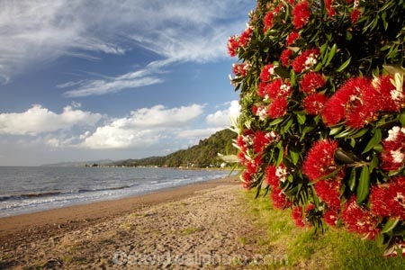 Bloom;coast;coastal;coastline;coastlines;coasts;Coromandel;Coromandel-Peninsula;crimson;flower;flowers;foreshore;metrosideros-excelsa;N.I.;N.Z.;New-Zealand;New-Zealand-Christmas-Tree;Ngarimu-Bay;NI;North-Is;North-Is.;North-Island;NZ;NZ-Christmas-Tree;ocean;plant;plants;pohutakawa;pohutakawas;pohutukawa;pohutukawa-flower;pohutukawa-flowers;Pohutukawa-Tree;pohutukawa-trees;pohutukawas;red;red-bloom;red-crimson;red-flower;red-flowers;sea;shore;shoreline;shorelines;shores;summer;Thames;Thames-Coast;Thornton-Bay;tree;trees;Waikato;water
