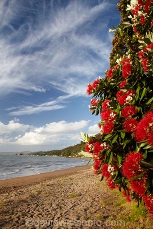 Bloom;coast;coastal;coastline;coastlines;coasts;Coromandel;Coromandel-Peninsula;crimson;flower;flowers;foreshore;metrosideros-excelsa;N.I.;N.Z.;New-Zealand;New-Zealand-Christmas-Tree;Ngarimu-Bay;NI;North-Is;North-Is.;North-Island;NZ;NZ-Christmas-Tree;ocean;plant;plants;pohutakawa;pohutakawas;pohutukawa;pohutukawa-flower;pohutukawa-flowers;Pohutukawa-Tree;pohutukawa-trees;pohutukawas;red;red-bloom;red-crimson;red-flower;red-flowers;sea;shore;shoreline;shorelines;shores;summer;Thames;Thames-Coast;Thornton-Bay;tree;trees;Waikato;water