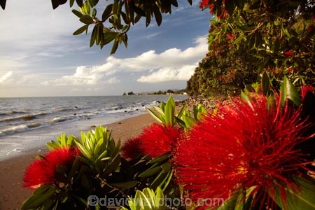 Bloom;coast;coastal;coastline;coastlines;coasts;Coromandel;Coromandel-Peninsula;crimson;flower;flowers;foreshore;metrosideros-excelsa;N.I.;N.Z.;New-Zealand;New-Zealand-Christmas-Tree;NI;North-Is;North-Is.;North-Island;NZ;NZ-Christmas-Tree;ocean;plant;plants;pohutakawa;pohutakawas;pohutukawa;pohutukawa-flower;pohutukawa-flowers;Pohutukawa-Tree;pohutukawa-trees;pohutukawas;red;red-bloom;red-crimson;red-flower;red-flowers;sea;shore;shoreline;shorelines;shores;summer;Thames;Thames-Coast;Thornton-Bay;tree;trees;Waikato;water