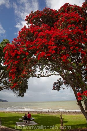 Bloom;coast;coastal;coastline;coastlines;coasts;Coromandel;Coromandel-Peninsula;crimson;flower;flowers;foreshore;metrosideros-excelsa;N.I.;N.Z.;New-Zealand;New-Zealand-Christmas-Tree;NI;North-Is;North-Is.;North-Island;NZ;NZ-Christmas-Tree;ocean;plant;plants;pohutakawa;pohutakawas;pohutukawa;pohutukawa-flower;pohutukawa-flowers;Pohutukawa-Tree;pohutukawa-trees;pohutukawas;red;red-bloom;red-crimson;red-flower;red-flowers;sea;shore;shoreline;shorelines;shores;summer;Thames;Thames-Coast;tree;trees;Waikato;Waiomu;water