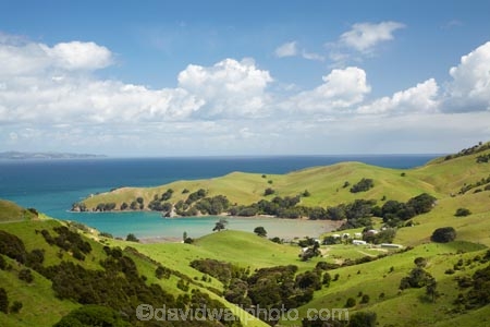 agricultural;agriculture;Coromandel;Coromandel-Peninsula;country;countryside;farm;farming;farmland;farms;field;fields;Kirita-Bay;meadow;meadows;N.I.;N.Z.;New-Zealand;NI;North-Is;North-Is.;North-Island;NZ;paddock;paddocks;pasture;pastures;rural;Waikato
