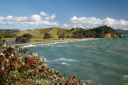 bay;coast;coastal;coastline;coastlines;coasts;Coromandel;Coromandel-Peninsula;flower;flowers;foreshore;metrosideros-excelsa;N.I.;N.Z.;New-Zealand;NI;North-Is;North-Is.;North-Island;NZ;ocean;plant;plants;pohutakawa;pohutakawas;pohutukawa;pohutukawa-flower;pohutukawa-flowers;pohutukawa-tree;pohutukawa-trees;pohutukawas;sea;shore;shoreline;shorelines;shores;Te-Kawau-Point;tree;trees;Waiaro;Waikato;water