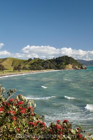 bay;coast;coastal;coastline;coastlines;coasts;Coromandel;Coromandel-Peninsula;flower;flowers;foreshore;metrosideros-excelsa;N.I.;N.Z.;New-Zealand;NI;North-Is;North-Is.;North-Island;NZ;ocean;plant;plants;pohutakawa;pohutakawas;pohutukawa;pohutukawa-flower;pohutukawa-flowers;pohutukawa-tree;pohutukawa-trees;pohutukawas;sea;shore;shoreline;shorelines;shores;Te-Kawau-Point;tree;trees;Waiaro;Waikato;water