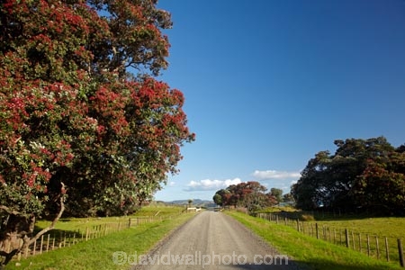 coast;coastal;coastline;coastlines;coasts;Coromandel;Coromandel-Peninsula;countryside;flower;flowers;foreshore;gravel-road;gravel-roads;metal-road;metal-roads;metalled-road;metalled-roads;metrosideros-excelsa;N.I.;N.Z.;New-Zealand;NI;North-Is;North-Is.;North-Island;NZ;ocean;plant;plants;pohutakawa;pohutakawas;pohutukawa;pohutukawa-flower;pohutukawa-flowers;pohutukawa-tree;pohutukawa-trees;pohutukawas;Port-Jackson-Rd;Port-Jackson-Road;road;roads;rural;sea;shore;shoreline;shorelines;shores;tree;trees;Waikato;water