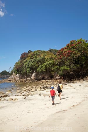 beach;beaches;boy;boys;child;children;coast;coastal;coastline;coastlines;coasts;Coromandel;Coromandel-Peninsula;crimson;families;family;flower;flowers;foreshore;Hahei;Hahei-Beach;kid;kids;little-boy;little-boys;metrosideros-excelsa;N.I.;N.Z.;New-Zealand;NI;North-Is;North-Is.;North-Island;NZ;ocean;people;person;plant;plants;pohutakawa;pohutakawas;pohutukawa;pohutukawa-flower;pohutukawa-flowers;pohutukawa-tree;pohutukawa-trees;pohutukawas;red;red-flowers;sand;sandy;sea;seas;shore;shoreline;shorelines;shores;tree;trees;Waikato;water