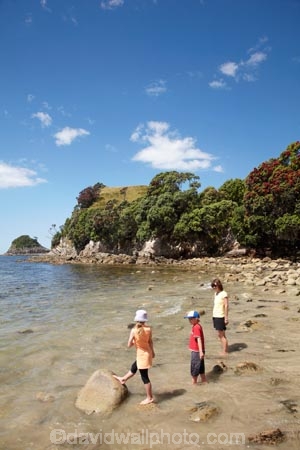 beach;beaches;boy;boys;brother;brothers;child;children;coast;coastal;coastline;coastlines;coasts;Coromandel;Coromandel-Peninsula;crimson;families;family;flower;flowers;foreshore;girl;girls;Hahei;Hahei-Beach;kid;kids;little-boy;little-boys;little-girl;little-girls;metrosideros-excelsa;N.I.;N.Z.;New-Zealand;NI;North-Is;North-Is.;North-Island;NZ;ocean;people;person;plant;plants;pohutakawa;pohutakawas;pohutukawa;pohutukawa-flower;pohutukawa-flowers;pohutukawa-tree;pohutukawa-trees;pohutukawas;red;red-flowers;sand;sandy;sea;seas;shore;shoreline;shorelines;shores;sibling;siblings;sister;sisters;tree;trees;Waikato;water