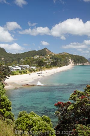 beach;beaches;coast;coastal;coastline;coastlines;coasts;Coromandel;Coromandel-Peninsula;crimson;flower;flowers;foreshore;Hahei;Hahei-Beach;metrosideros-excelsa;N.I.;N.Z.;New-Zealand;NI;North-Is;North-Is.;North-Island;NZ;ocean;plant;plants;pohutakawa;pohutakawas;pohutukawa;pohutukawa-flower;pohutukawa-flowers;pohutukawa-tree;pohutukawa-trees;pohutukawas;red;red-flowers;sand;sandy;sea;seas;shore;shoreline;shorelines;shores;tree;trees;Waikato;water