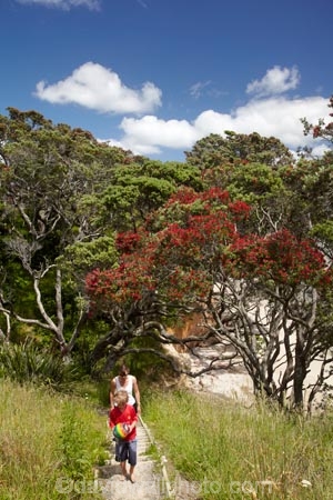 boy;Coromandel;Coromandel-Peninsula;crimson;flower;flowers;Hahei;Hahei-Beach;metrosideros-excelsa;N.I.;N.Z.;New-Zealand;NI;North-Is;North-Is.;North-Island;NZ;people;person;plant;plants;pohutakawa;pohutakawas;pohutukawa;pohutukawa-flower;pohutukawa-flowers;pohutukawa-tree;pohutukawa-trees;pohutukawas;red;red-flowers;steep;track;tracks;tree;trees;Waikato;walking