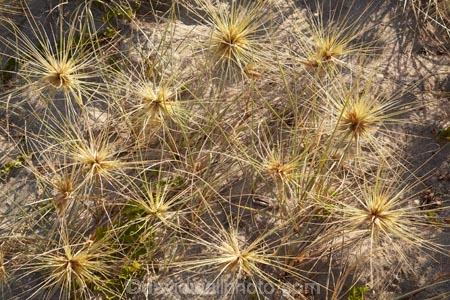 Cooks-Beach;Coromandel;Coromandel-Peninsula;dune-grass;dune-grasses;N.I.;N.Z.;New-Zealand;NI;North-Is;North-Is.;North-Island;NZ;plant;plants;spinifex-grass;Waikato