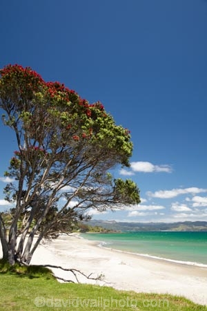 beach;beaches;coast;coastal;coastline;Coromandel;Coromandel-Peninsula;flower;flowers;Kuaotunu;Kuaotunu-Beach;metrosideros-excelsa;N.I.;N.Z.;New-Zealand;NI;North-Is;North-Is.;North-Island;NZ;ocean;oceans;plant;plants;pohutakawa;pohutakawas;pohutukawa;pohutukawa-flower;pohutukawa-flowers;pohutukawa-tree;pohutukawa-trees;pohutukawas;sand;sandy;sea;seas;shore;shoreline;summer;tree;trees;Waikato