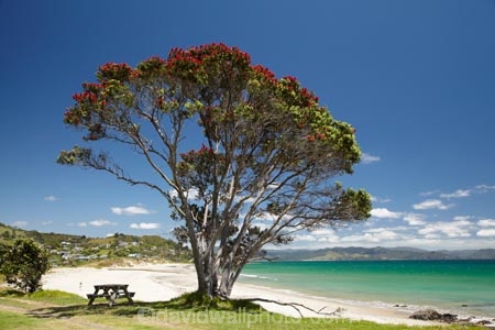 beach;beaches;coast;coastal;coastline;Coromandel;Coromandel-Peninsula;flower;flowers;Kuaotunu;Kuaotunu-Beach;metrosideros-excelsa;N.I.;N.Z.;New-Zealand;NI;North-Is;North-Is.;North-Island;NZ;ocean;oceans;picnic-table;picnic-tables;plant;plants;pohutakawa;pohutakawas;pohutukawa;pohutukawa-flower;pohutukawa-flowers;pohutukawa-tree;pohutukawa-trees;pohutukawas;sand;sandy;sea;seas;shore;shoreline;summer;tree;trees;Waikato