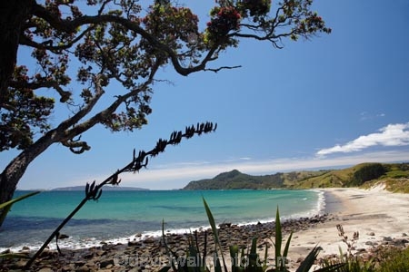 beach;beaches;coast;coastal;coastline;Coromandel;Coromandel-Peninsula;flower;flowers;Kuaotunu;Kuaotunu-West;metrosideros-excelsa;N.I.;N.Z.;New-Zealand;NI;North-Is;North-Is.;North-Island;NZ;ocean;oceans;plant;plants;pohutakawa;pohutakawas;pohutukawa;pohutukawa-flower;pohutukawa-flowers;pohutukawa-tree;pohutukawa-trees;pohutukawas;sand;sandy;sea;seas;shore;shoreline;summer;tree;trees;Waikato
