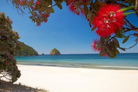 beach;beaches;coast;coastal;coastline;Coromandel;Coromandel-Peninsula;crimson-flower;cromson-flowers;flower;flowers;metrosideros-excelsa;N.I.;N.Z.;New-Chums-Beach;New-Zealand;NI;North-Is;North-Is.;North-Island;NZ;ocean;oceans;plant;plants;pohutakawa;pohutakawas;pohutukawa;pohutukawa-flower;pohutukawa-flowers;pohutukawa-tree;pohutukawa-trees;pohutukawas;red-flower;red-flowers;sand;sandy;sea;seas;shore;shoreline;summer;tree;trees;Waikato
