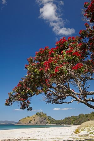 beach;beaches;coast;coastal;coastline;Coromandel;Coromandel-Peninsula;crimson-flower;cromson-flowers;flower;flowers;metrosideros-excelsa;N.I.;N.Z.;New-Chums-Beach;New-Zealand;NI;North-Is;North-Is.;North-Island;NZ;ocean;oceans;plant;plants;pohutakawa;pohutakawas;pohutukawa;pohutukawa-flower;pohutukawa-flowers;pohutukawa-tree;pohutukawa-trees;pohutukawas;red-flower;red-flowers;sand;sandy;sea;seas;shore;shoreline;summer;tree;trees;Waikato