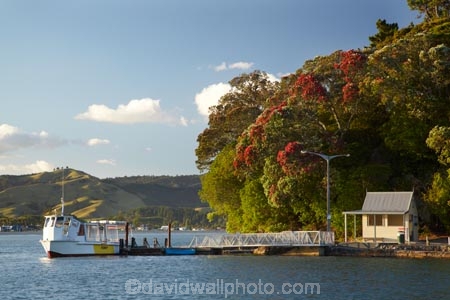 Coromandel;Coromandel-Peninsula;crimson-flower;crimson-flowers;ferry;Ferry-Landing;ferrys;flower;flowers;metrosideros-excelsa;N.I.;N.Z.;New-Zealand;NI;North-Is;North-Is.;North-Island;NZ;Passenger-Ferry;Passenger-Ferrys;plant;plants;pohutakawa;pohutakawas;pohutukawa;pohutukawa-flower;pohutukawa-flowers;pohutukawa-tree;Pohutukawa-Trees;pohutukawas;red-flower;red-flowers;summer;tree;trees;Waikato;Whitianga;Whitianga-Passenger-Ferry