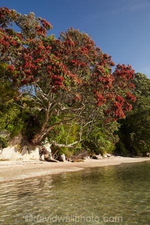 beach;beaches;coast;coastal;coastline;Coromandel;Coromandel-Peninsula;crimson-flower;crimson-flowers;Ferry-Landing;flower;flowers;metrosideros-excelsa;N.I.;N.Z.;New-Zealand;NI;North-Is;North-Is.;North-Island;NZ;ocean;oceans;plant;plants;pohutakawa;pohutakawas;pohutukawa;pohutukawa-flower;pohutukawa-flowers;pohutukawa-tree;Pohutukawa-Trees;pohutukawas;red-flower;red-flowers;sand;sandy;sea;seas;shore;shoreline;summer;tree;trees;Waikato;Whitianga