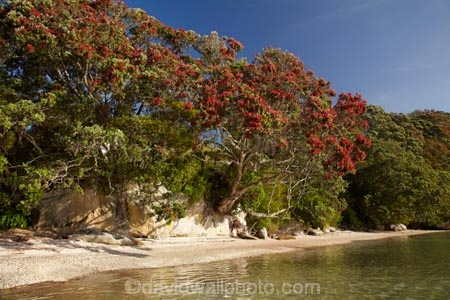beach;beaches;coast;coastal;coastline;Coromandel;Coromandel-Peninsula;crimson-flower;crimson-flowers;Ferry-Landing;flower;flowers;metrosideros-excelsa;N.I.;N.Z.;New-Zealand;NI;North-Is;North-Is.;North-Island;NZ;ocean;oceans;plant;plants;pohutakawa;pohutakawas;pohutukawa;pohutukawa-flower;pohutukawa-flowers;pohutukawa-tree;Pohutukawa-Trees;pohutukawas;red-flower;red-flowers;sand;sandy;sea;seas;shore;shoreline;summer;tree;trees;Waikato;Whitianga