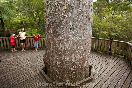 309-Rd;309-Road;beautiful;beauty;boy;boys;brother;brothers;bush;child;children;Coromandel;Coromandel-Peninsula;endemic;families;family;forest;forests;girl;girls;Kauri-Forest;Kauri-Forests;Kauri-Grove;Kauri-Tree;Kauri-Trees;kid;kids;little-boy;little-boys;little-girl;little-girls;mother;N.I.;N.Z.;native;native-bush;native-tree;native-trees;natives;natural;nature;New-Zealand;NI;North-Is;North-Is.;North-Island;NZ;scene;scenic;sibling;siblings;sister;sisters;timber;tourism;tourists;tree;tree-trunk;tree-trunks;trees;trunk;trunks;Waiau;Waiau-Grove;Waikato;woman;wood;woods