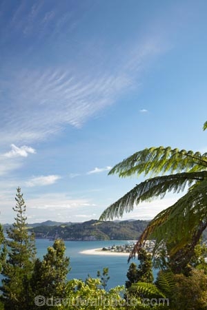 Coromandel;Coromandel-Peninsula;cyathea;fern;ferns;frond;fronds;N.I.;N.Z.;New-Zealand;NI;North-Is;North-Is.;North-Island;NZ;plant;plants;ponga;pongas;punga;pungas;tree-fern;tree-ferns;Waikato;Whangamata;Whangamata-Beach;Whangamata-Harbor;Whangamata-Harbour
