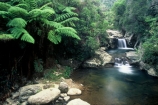 brook;calm;calmness;fern;forest;green;native-bush;natural;nature;stream;water;waterfalls