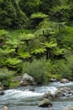 Coromandel;Coromandel-Peninsula;cyathea;fern;ferns;frond;fronds;green;Karangahake-Gorge;lush;N.I.;N.Z.;New-Zealand;NI;North-Is;North-Is.;North-Island;NZ;Paeroa;plant;plants;ponga;pongas;punga;pungas;tree-fern;tree-ferns;Waikato