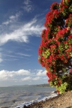 Bloom;coast;coastal;coastline;coastlines;coasts;Coromandel;Coromandel-Peninsula;crimson;flower;flowers;foreshore;metrosideros-excelsa;N.I.;N.Z.;New-Zealand;New-Zealand-Christmas-Tree;Ngarimu-Bay;NI;North-Is;North-Is.;North-Island;NZ;NZ-Christmas-Tree;ocean;plant;plants;pohutakawa;pohutakawas;pohutukawa;pohutukawa-flower;pohutukawa-flowers;Pohutukawa-Tree;pohutukawa-trees;pohutukawas;red;red-bloom;red-crimson;red-flower;red-flowers;sea;shore;shoreline;shorelines;shores;summer;Thames;Thames-Coast;tree;trees;Waikato;water