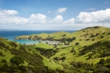 agricultural;agriculture;Coromandel;Coromandel-Peninsula;country;countryside;farm;farming;farmland;farms;field;fields;Kirita-Bay;meadow;meadows;N.I.;N.Z.;New-Zealand;NI;North-Is;North-Is.;North-Island;NZ;paddock;paddocks;pasture;pastures;rural;Waikato