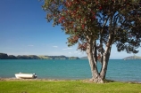 boat;boats;coast;coastal;coastline;coastlines;coasts;Coromandel;Coromandel-Peninsula;dinghies;dinghy;dories;dory;flower;flowers;foreshore;metrosideros-excelsa;N.I.;N.Z.;New-Zealand;NI;North-Is;North-Is.;North-Island;NZ;Oamaru-Bay;ocean;plant;plants;pohutakawa;pohutakawas;pohutukawa;pohutukawa-flower;pohutukawa-flowers;pohutukawa-tree;pohutukawa-trees;pohutukawas;row-boat;row-boats;rowboat;rowboats;sea;shore;shoreline;shorelines;shores;tree;trees;Waikato;water