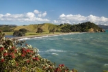bay;coast;coastal;coastline;coastlines;coasts;Coromandel;Coromandel-Peninsula;flower;flowers;foreshore;metrosideros-excelsa;N.I.;N.Z.;New-Zealand;NI;North-Is;North-Is.;North-Island;NZ;ocean;plant;plants;pohutakawa;pohutakawas;pohutukawa;pohutukawa-flower;pohutukawa-flowers;pohutukawa-tree;pohutukawa-trees;pohutukawas;sea;shore;shoreline;shorelines;shores;Te-Kawau-Point;tree;trees;Waiaro;Waikato;water