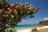 beach;beaches;coast;coastal;coastline;Coromandel;Coromandel-Peninsula;crimson-flower;cromson-flowers;flower;flowers;metrosideros-excelsa;N.I.;N.Z.;New-Chums-Beach;New-Zealand;NI;North-Is;North-Is.;North-Island;NZ;ocean;oceans;plant;plants;pohutakawa;pohutakawas;pohutukawa;pohutukawa-flower;pohutukawa-flowers;pohutukawa-tree;pohutukawa-trees;pohutukawas;red-flower;red-flowers;sand;sandy;sea;seas;shore;shoreline;summer;tree;trees;Waikato