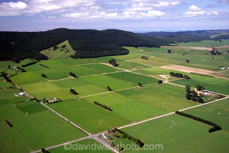 spring;grass;green;sheep;lamb;lambs;farm;farming;farms;paddock;paddocks;field;fields;pasture;pastures;meadow;meadows;agriculture;rural;plain;plains;verdant;lush;Southern-Scenic-Route